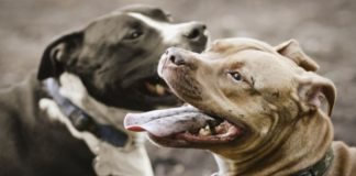 Resultado de imagen para PERROS PELIGROSOS EN LA CATEDRAL DE PEREIRA