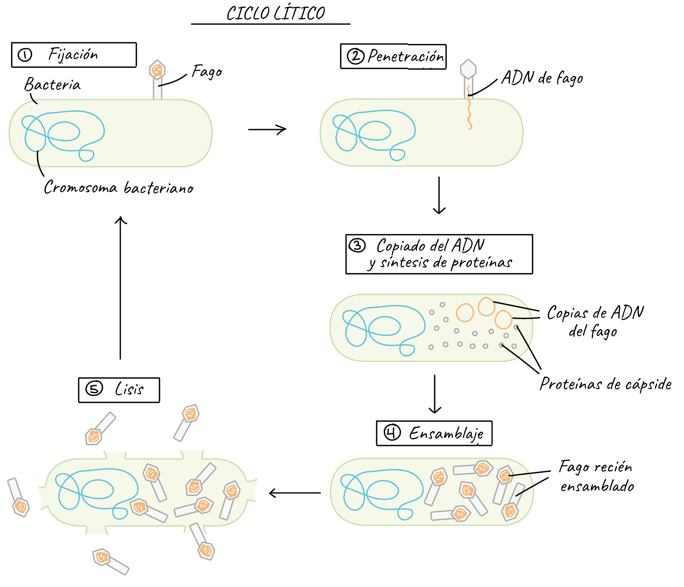 Ciclo lítico Khan Ademy 