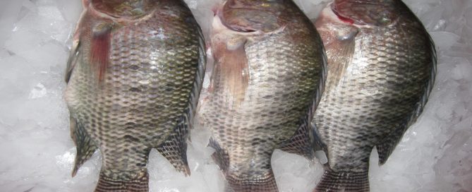 Pescados / Foto: Dinero.com
