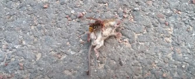 Avispa gigante mata a ratón