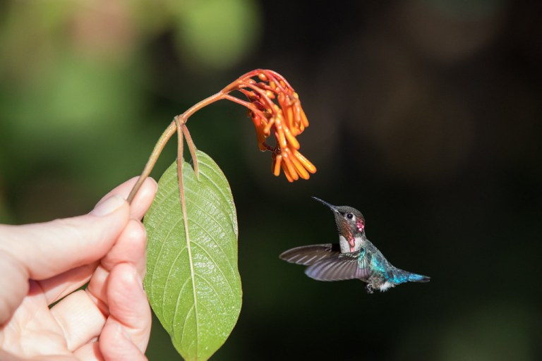 Zunzuncito Mellisuga helenae en Cuba. (Jesús Reina Carvajal)